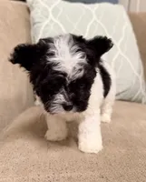 Precious Little Boy, a male Chihuahua and Poodle - Toy  for sale in Houston, TX – Photo 3 of 9