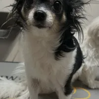 Precious Little Boy, a male Chihuahua and Poodle - Toy  for sale in Houston, TX – Photo 9 of 9