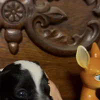 Precious Little Boy, a male Chihuahua and Poodle - Toy  for sale in Houston, TX – Photo 8 of 9