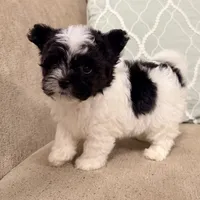 Precious Little Boy, a male Chihuahua and Poodle - Toy  for sale in Houston, TX – Photo 4 of 9