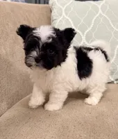 Precious Little Boy, a male Chihuahua and Poodle - Toy  for sale in Houston, TX – Photo 4 of 9