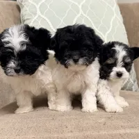 Precious Little Boy, a male Chihuahua and Poodle - Toy  for sale in Houston, TX – Photo 7 of 9