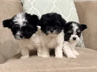 Precious Little Boy, a male Chihuahua and Poodle - Toy  for sale in Houston, TX – Photo 7 of 9