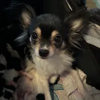 Precious Little Boy, a male Chihuahua and Poodle - Toy  for sale in Houston, TX – Photo 5 of 9