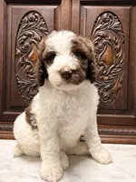 Chocolate and White Female, a female Poodle - Standard  for sale in Houston, TX – Photo 5 of 6