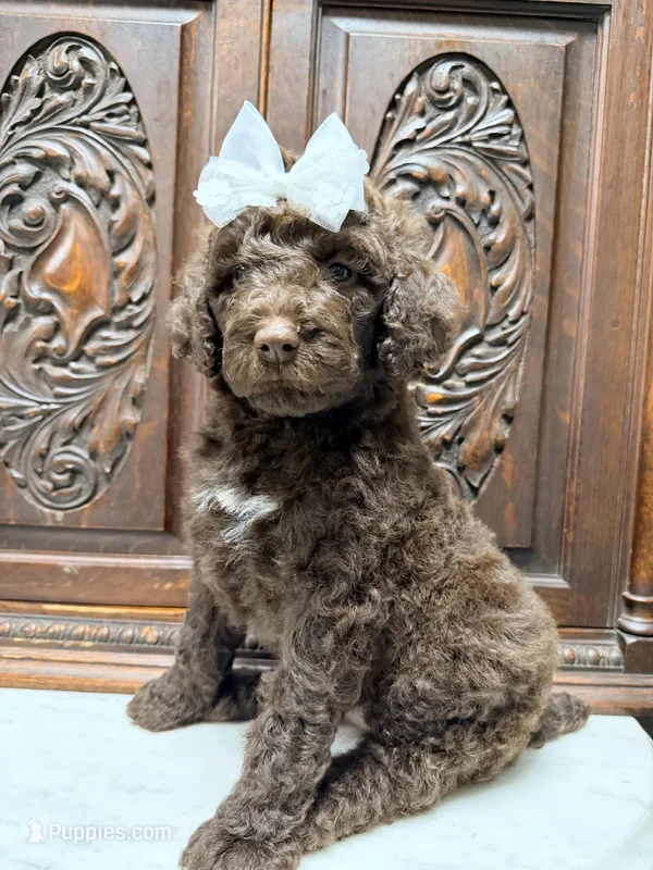 Chocolate Female  – Poodle - Standard  puppy for sale in Houston, TX