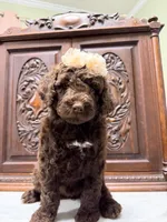 Chocolate Female , a female Poodle - Standard  for sale in Houston, TX – Photo 4 of 6