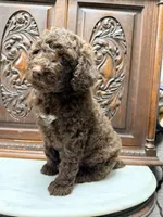 Chocolate Female , a female Poodle - Standard  for sale in Houston, TX – Photo 5 of 6