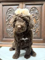 Chocolate Female , a female Poodle - Standard  for sale in Houston, TX – Photo 3 of 6