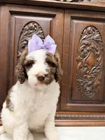 Chocolate and White Female, a female Poodle - Standard  for sale in Houston, TX – Photo 1 of 6