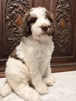 Chocolate and White Female, a female Poodle - Standard  for sale in Houston, TX – Photo 2 of 6