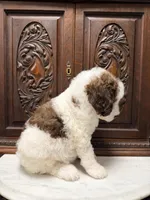 Chocolate and White Female, a female Poodle - Standard  for sale in Houston, TX – Photo 6 of 6