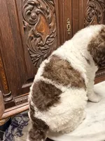 Chocolate and White Female, a female Poodle - Standard  for sale in Houston, TX – Photo 4 of 6