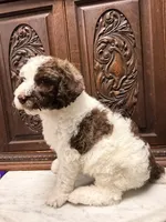 Chocolate and White Female, a female Poodle - Standard  for sale in Houston, TX – Photo 3 of 6