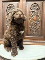 Chocolate Female , a female Poodle - Standard  for sale in Houston, TX – Photo 2 of 6