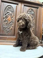 Chocolate Female , a female Poodle - Standard  for sale in Houston, TX – Photo 6 of 6