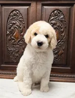 Gorgeous Male , a male Poodle - Multi-Colored Standard and Poodle - Standard  for sale in Houston, TX – 1 of 3