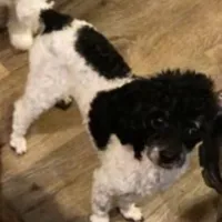 Adorable Little Boy, a male Chihuahua and Poodle - Toy  for sale in Houston, TX – Photo 5 of 8