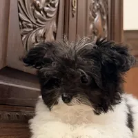 Adorable Little Boy, a male Chihuahua and Poodle - Toy  for sale in Houston, TX – Photo 6 of 8