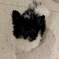 Adorable Little Boy, a male Chihuahua and Poodle - Toy  for sale in Houston, TX – Photo 1 of 8