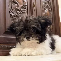 Adorable Little Boy, a male Chihuahua and Poodle - Toy  for sale in Houston, TX – Photo 8 of 8