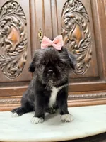 Precious little girl , a female Pug and Shih Tzu for sale in Houston, TX – 4 of 5