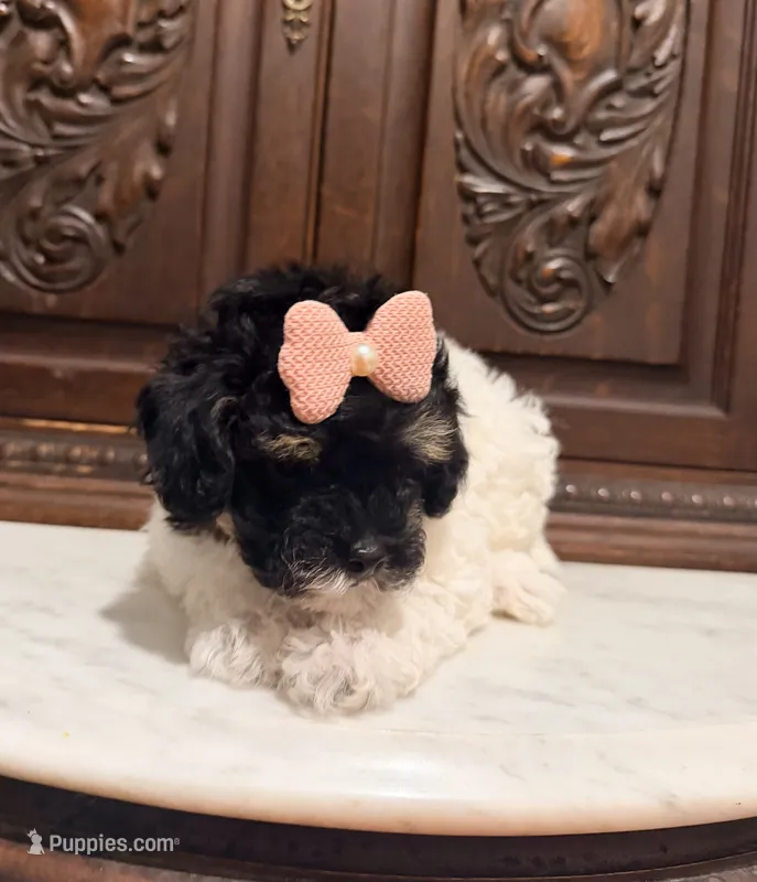 Tiny Toy Female – Poodle - Toy  puppy for sale in Houston, TX