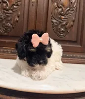 Tiny Toy Female, a female Poodle - Toy  for sale in Houston, TX – 1 of 9