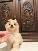 Tiny Female Mal-Chi, a female Malchi for sale in Houston, TX – 4 of 5