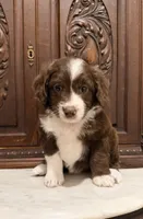 Chocolate and White Female , a female Aussiedoodle for sale in Houston, TX – 2 of 7