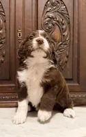 Chocolate and White Female , a female Aussiedoodle for sale in Houston, TX – 6 of 7