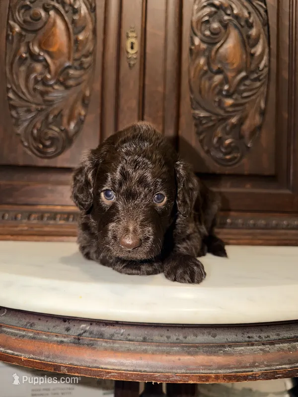 Adorable Female – Aussiedoodle puppy for sale in Houston, TX