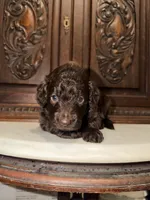 Adorable Female, a female Aussiedoodle for sale in Houston, TX – 1 of 4
