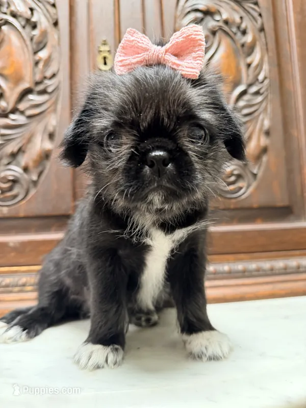 Precious little girl  – Pug, Shih Tzu puppy for sale in Houston, TX