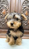 Darling little boy, a male Yorkshire Terrier for sale in Houston, TX – 3 of 5