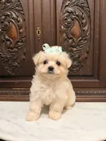 Tiny Female Mal-Chi, a female Malchi for sale in Houston, TX – 3 of 5