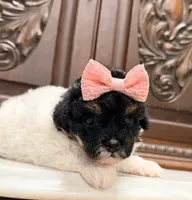 Tiny Toy Female, a female Poodle - Toy  for sale in Houston, TX – 3 of 10