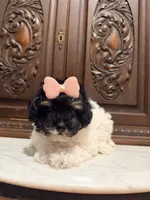 Tiny Toy Female, a female Poodle - Toy  for sale in Houston, TX – 2 of 9