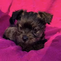 Precious Female , a female Shih Tzu and Shorkie for sale in Houston, TX – Photo 6 of 6