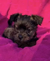 Precious Female , a female Maltipoo and Shorkie for sale in Houston, TX – Photo 6 of 6