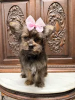Precious Female , a female Shih Tzu and Shorkie for sale in Houston, TX – Photo 3 of 10