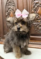 Precious Female , a female Shih Tzu and Shorkie for sale in Houston, TX – Photo 2 of 10