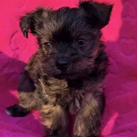 Precious Female , a female Shih Tzu and Shorkie for sale in Houston, TX – Photo 5 of 6