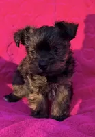 Precious Female , a female Maltipoo and Shorkie for sale in Houston, TX – Photo 5 of 6