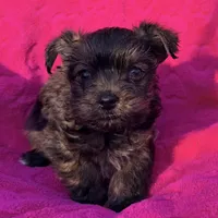 Precious Female , a female Shih Tzu and Shorkie for sale in Houston, TX – Photo 4 of 6