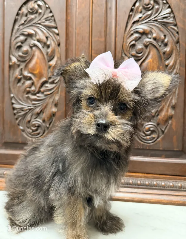 Precious Female  – Shih Tzu, Shorkie puppy for sale in Houston, TX