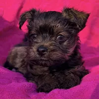 Precious Female , a female Shih Tzu and Shorkie for sale in Houston, TX – Photo 1 of 6