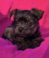 Precious Female , a female Maltipoo and Shorkie for sale in Houston, TX – Photo 1 of 6