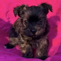 Precious Female , a female Shih Tzu and Shorkie for sale in Houston, TX – Photo 2 of 6
