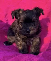 Precious Female , a female Maltipoo and Shorkie for sale in Houston, TX – Photo 2 of 6